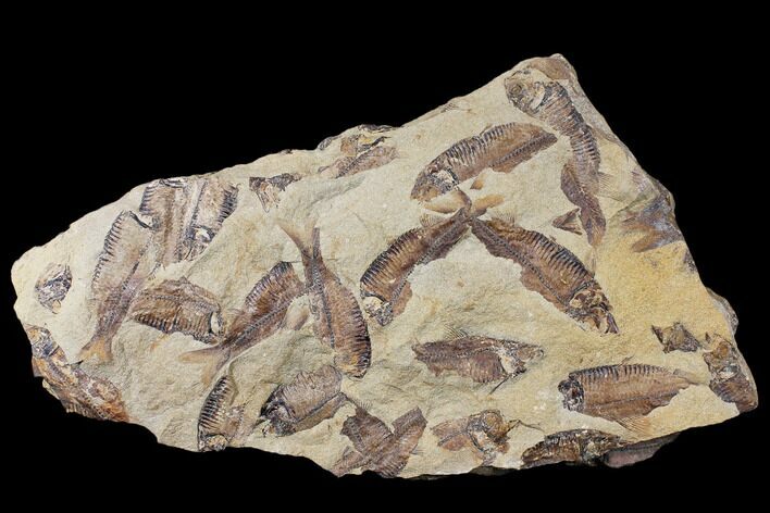 11.2" Fossil Fish (Gosiutichthys) Mortality Plate - Lake Gosiute